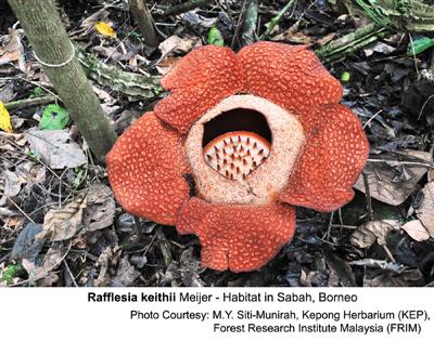 Rafflesia keithii Meijer